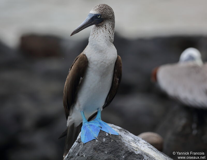 Blue-footed Boobyadult, identification, aspect