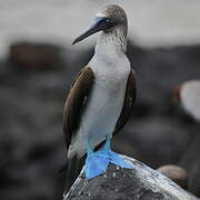 Fou à pieds bleus