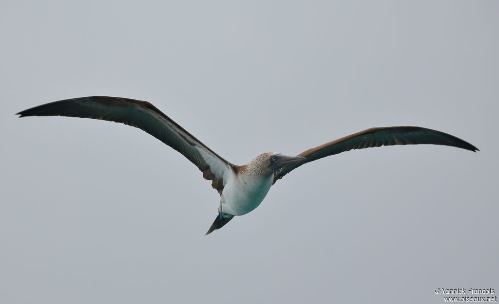 Blue-footed Boobyadult, aspect, Flight