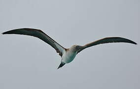 Blue-footed Booby