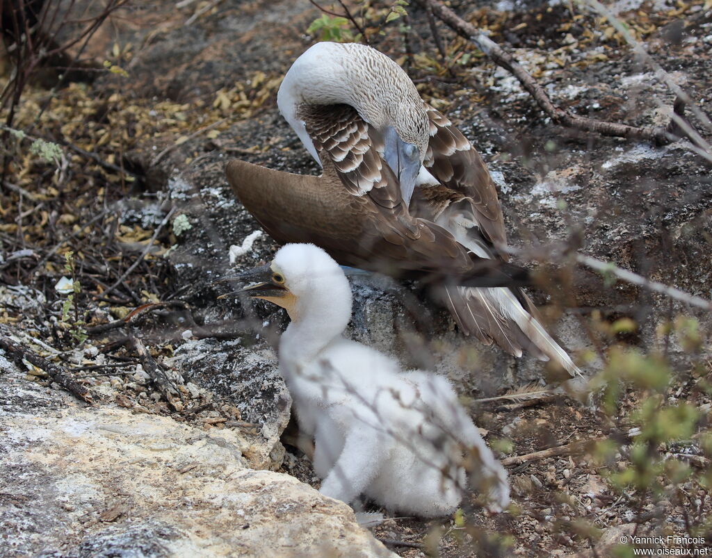 Blue-footed Booby, habitat, aspect