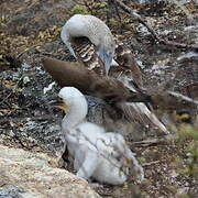 Blue-footed Booby