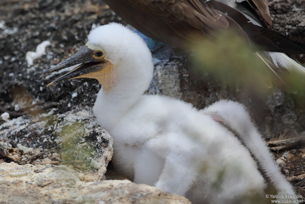 Blue-footed BoobyPoussin, identification, aspect