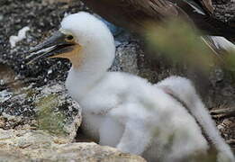 Blue-footed Booby