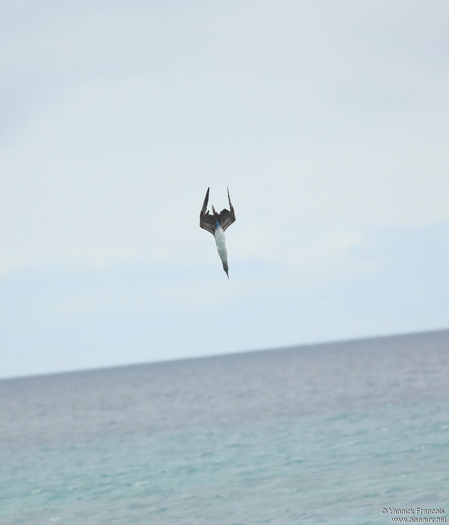 Blue-footed Boobyadult, Flight, fishing/hunting