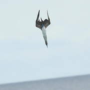 Blue-footed Booby