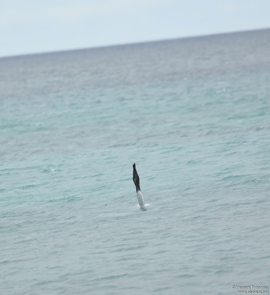 Blue-footed Boobyadult, Flight, fishing/hunting