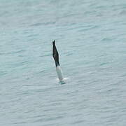 Blue-footed Booby