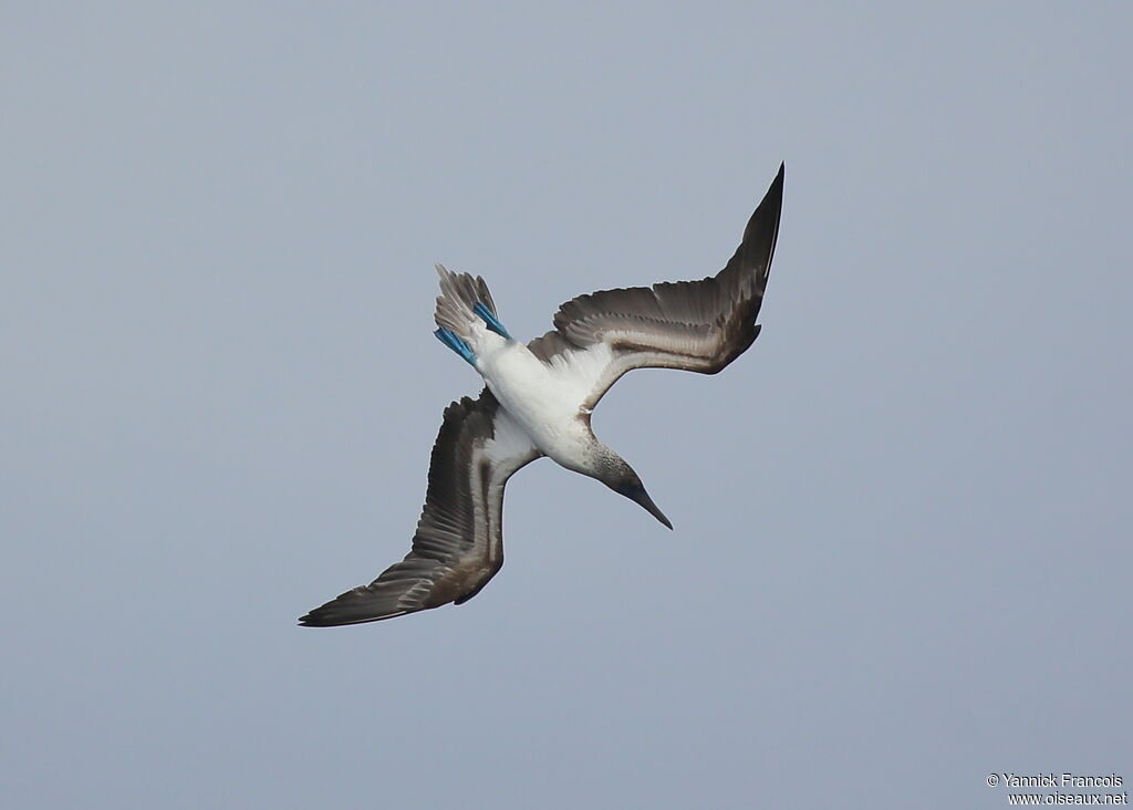 Blue-footed Boobyadult, Flight, fishing/hunting