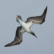 Blue-footed Booby