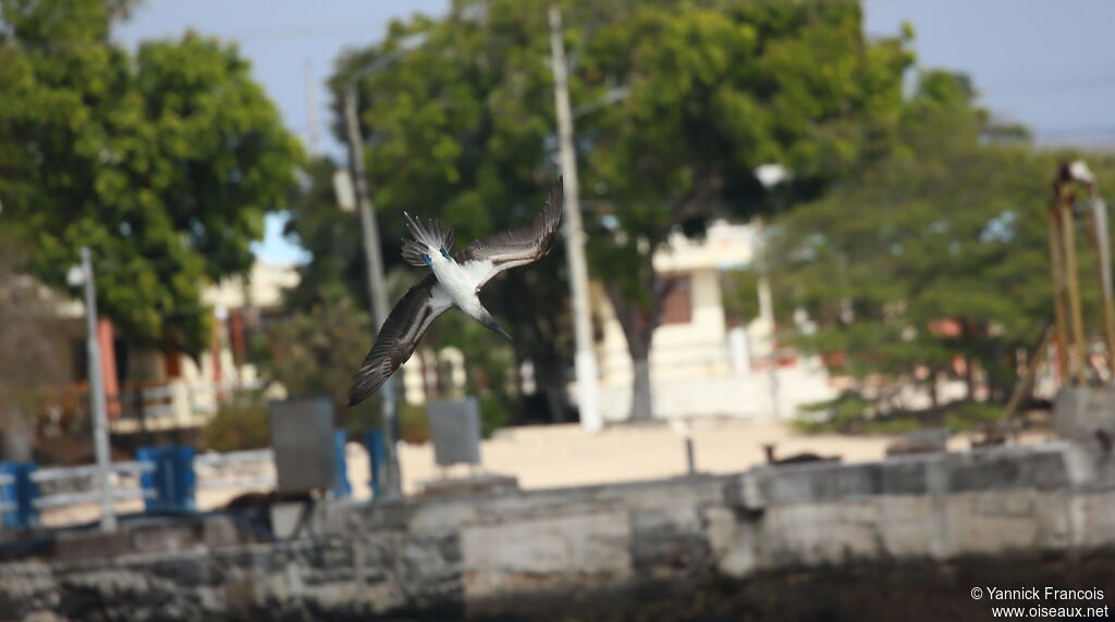 Blue-footed Boobyadult, Flight, fishing/hunting