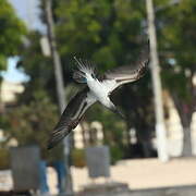 Blue-footed Booby