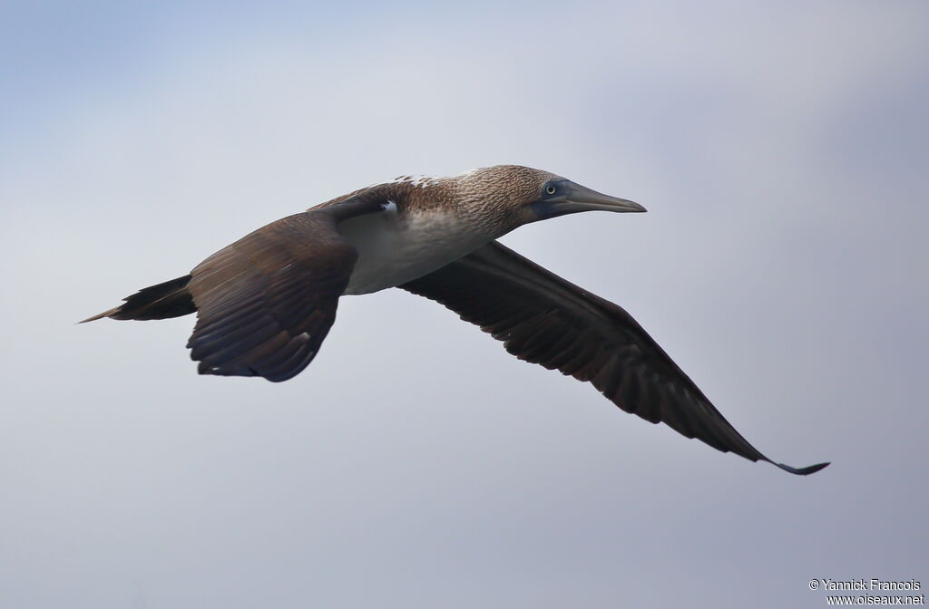 Blue-footed Boobyadult, aspect, Flight