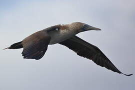 Blue-footed Booby