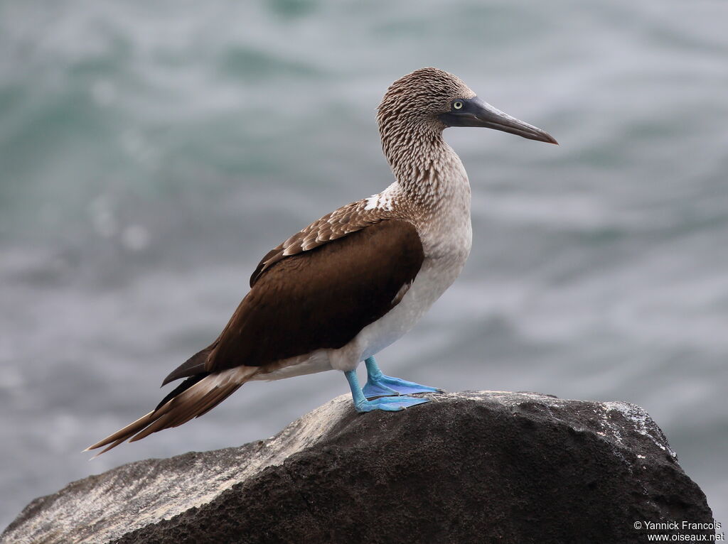 Blue-footed Boobyadult, identification, aspect