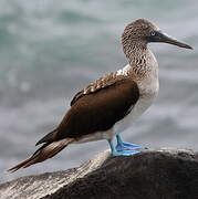 Blue-footed Booby