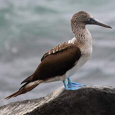 Fou à pieds bleus