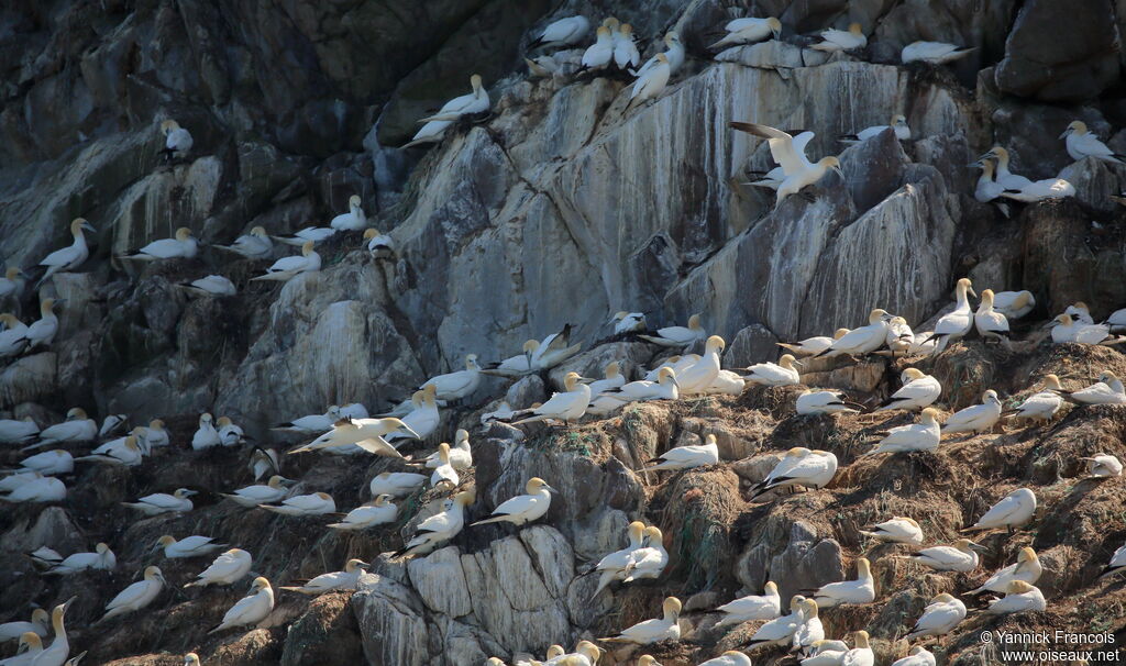 Northern Gannet, habitat, colonial reprod.