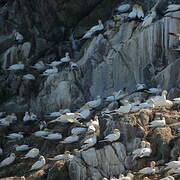 Northern Gannet