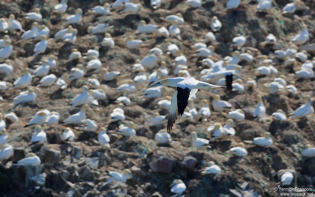 Northern Gannet, aspect, Flight, colonial reprod.