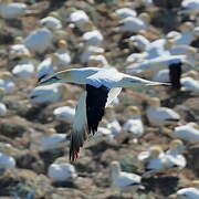 Northern Gannet