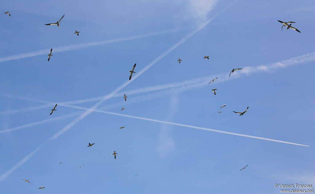 Northern Gannet, Flight