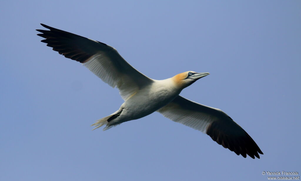 Northern Gannetadult, aspect, Flight