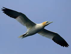 Northern Gannet