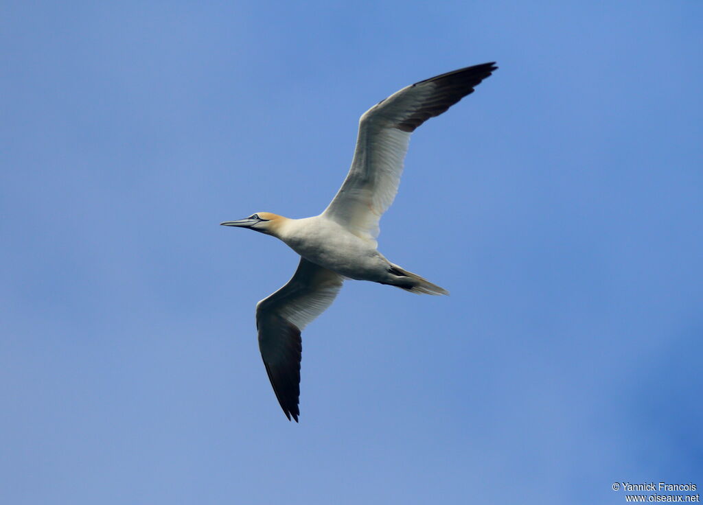 Northern Gannetadult, identification, Flight