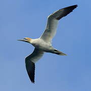 Northern Gannet