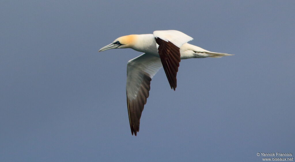 Northern Gannetadult, Flight