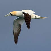 Northern Gannet