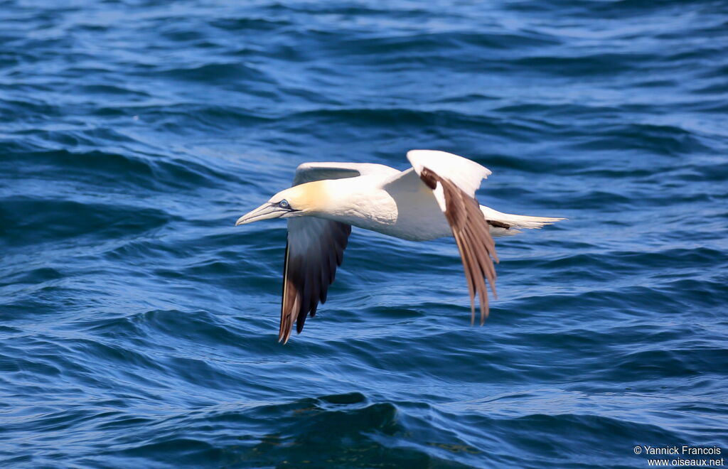 Northern Gannetadult breeding, aspect, Flight