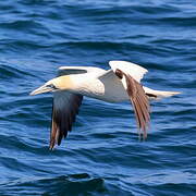 Northern Gannet