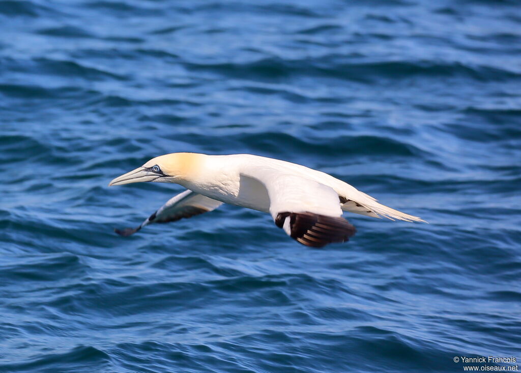 Northern Gannetadult breeding, aspect, Flight