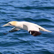 Northern Gannet