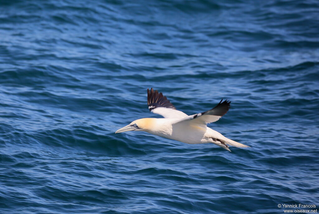 Northern Gannetadult breeding, aspect, Flight