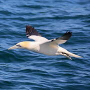 Northern Gannet