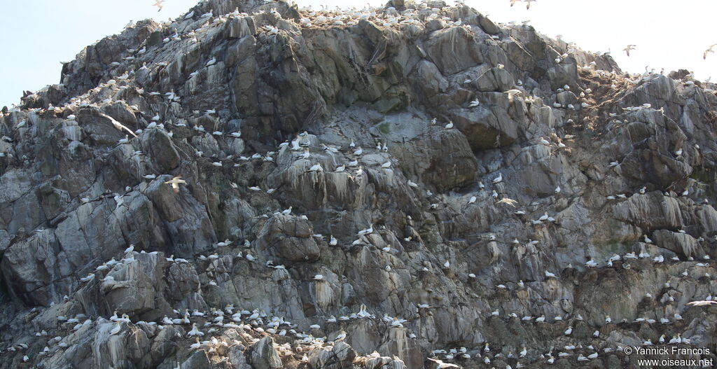 Northern Gannet, habitat, colonial reprod.