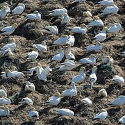 Northern Gannet