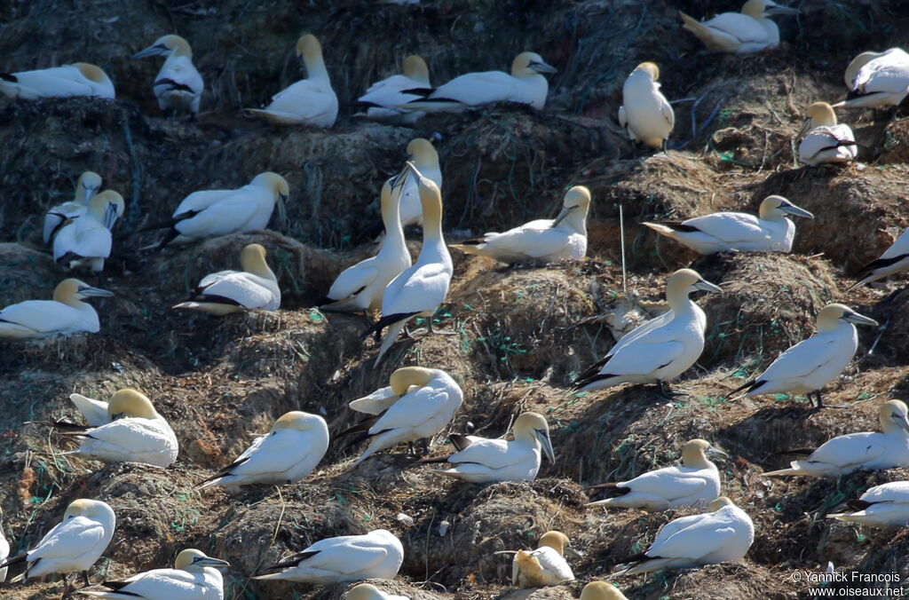 Northern Gannet, habitat, colonial reprod.