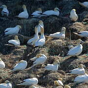 Northern Gannet