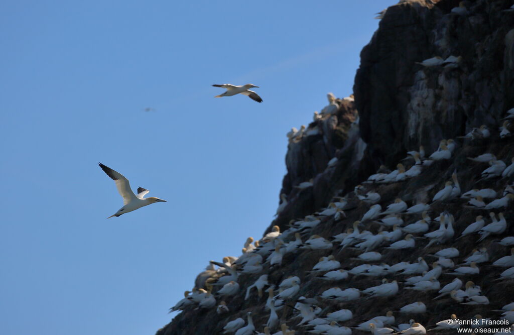 Northern Gannet, aspect, Flight, colonial reprod.