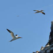 Northern Gannet