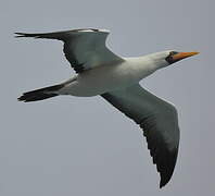 Nazca Booby