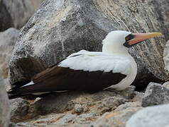 Nazca Booby