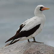 Nazca Booby