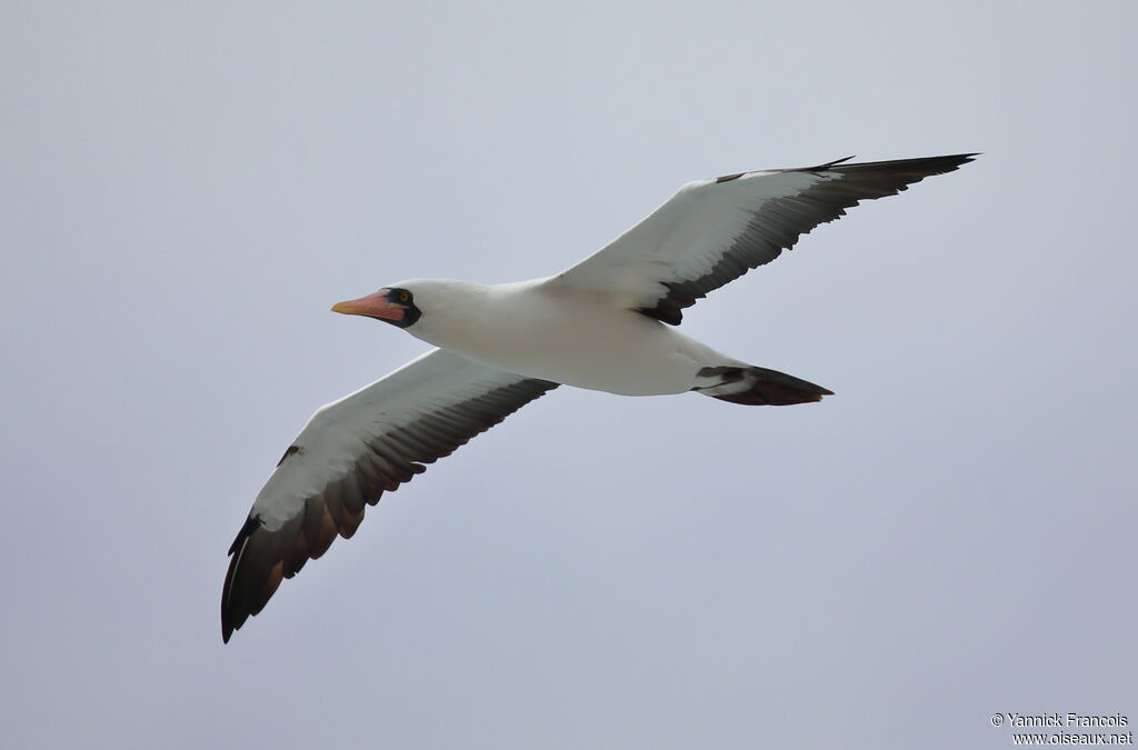 Nazca Boobyadult, aspect, Flight