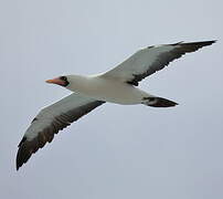 Nazca Booby