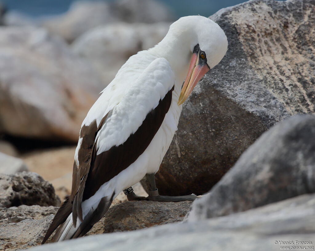 Nazca Boobyadult, identification, aspect